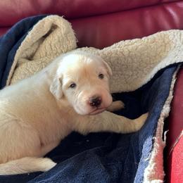 Honey - White female Great Pyrenees puppy in Murfreesboro, Tennessee from Storybook Tails Farm