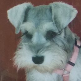 Miniature Schnauzers from Seder Kennel