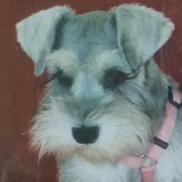 Miniature Schnauzers from Seder Kennel