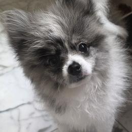 Belle - Blue merle female Pomeranian puppy in Spring, Texas from Shaw's Sparkle Pom's