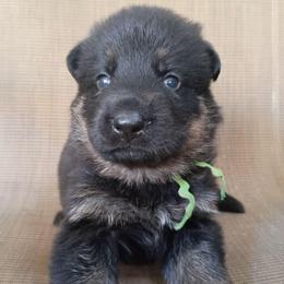 Green Boy - Black and tan male German Shepherd puppy in La Pine, Oregon from Granville/Diamond Peak German Shepherds