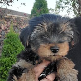 Yorkshire Terrier Puppies from Yorkie Puppies Redwood Ranch Chicago