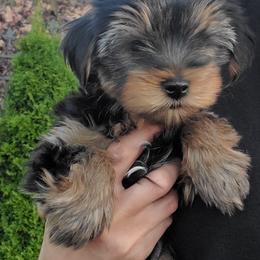 Yorkshire Terrier Puppies from Yorkie Puppies Redwood Ranch Chicago