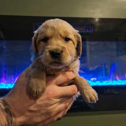 Aurora (orange collar) - Golden female Golden Retriever puppy in Tenino, Washington from Oak River Goldens'