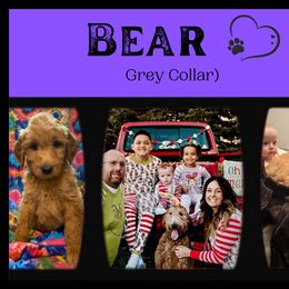 Goldendoodle All Grown Up from Nebraska Doodle Crew