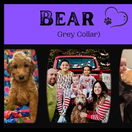 Goldendoodle All Grown Up from Nebraska Doodle Crew