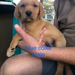 Labrador Retriever Puppies from Fuller Paws of Texas