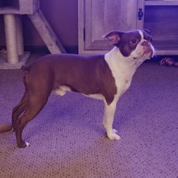 Cooper - Boston Terrier