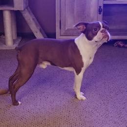 Cooper - Boston Terrier