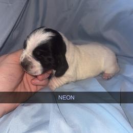 Neon - Black and white female Basset Hound puppy in Letcher, Kentucky from Hackers Appalachian Basset Hounds