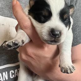 Boy 1 - Blue male Australian Cattle Dog puppy in Norton, Ohio from Australian Cattle Dog Company