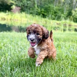 Whoodle puppies from Genesis Family Farm