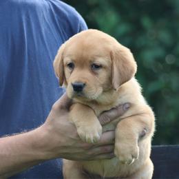 Girl 1 - Yellow female Labrador Retriever puppy in Morriston, Florida from Penny Lane Labradors