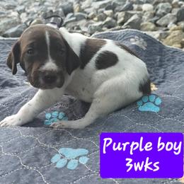 Purple boy - Liver and white male German Shorthaired Pointer puppy in Dahlonega, Georgia from Pointer Mountain Bird Dogs