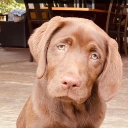 Labrador Retriever Puppies from On My Side Kennels