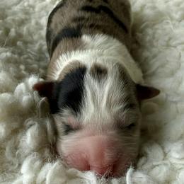 25S White Collar - Blue merle female Border Collie puppy in Mariposa, California from Team Reeves Ranch