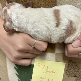 Izzy girl 2 - Orange and white female Brittany puppy in Floyd Knobs, Indiana from Cross Creek Brittanys