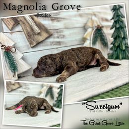 Sweet Gum - Pink Collar - female Australian Mountain Doodle puppy in Oxford, Alabama from Magnolia Grove Doodles
