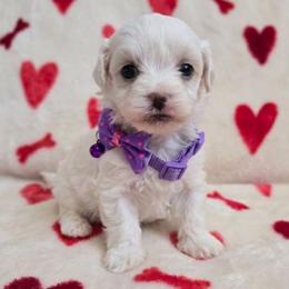 Lydia - White female Maltipoo puppy in Sahuarita, Arizona from Cowgirl's Legacy Maltipoos