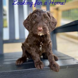 Rook - Chocolate male Goldendoodle puppy in Cleveland, Tennessee from Liberty Creek Farms