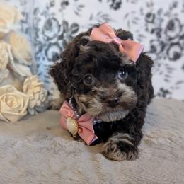 Goldendoodle and Shihpoo Puppies from Bellady's Shihpoos