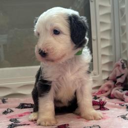 COOKIE - Gray and white female Sheepadoodle puppy in Riverside, California from Downtown Doodles & Frenchies