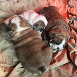 Bulldog Puppies from Farm Strong Bulldogs
