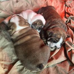 Bulldog Puppies from Farm Strong Bulldogs