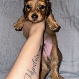 Dachshund Puppies from KCM Doxies