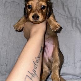 Dachshund Puppies from KCM Doxies