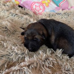 Red - Sable male German Shepherd puppy in Motley, Minnesota from Von Thomson Haus