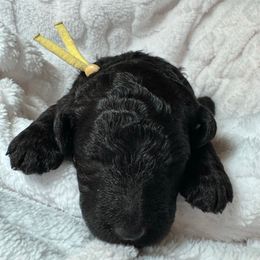 Yellow Girl - Black female Poodle puppy in Breckenridge, Texas from Cates Standard Poodles