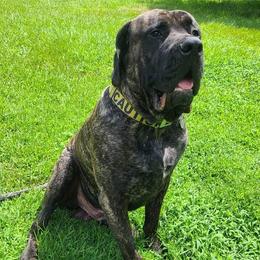 Mastiffs from North Mississippi Mastiffs