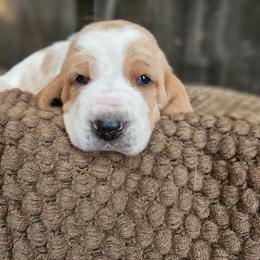 Tulip - Red and white female Basset Hound puppy in Lone Jack, Missouri from Wee Little Bassets