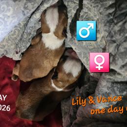 Girl 1 - Fawn female Boston Terrier puppy in Versailles, Indiana from Benhams Bostons