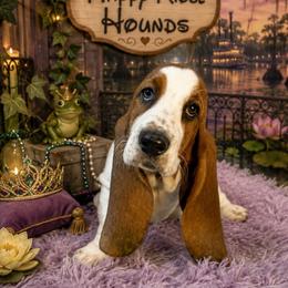 Tiana - Black brown and white female Basset Hound puppy in Mebane, North Carolina from Happy Ridge Hounds