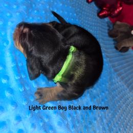 Basset Hound Puppies from Sammys Sweeties Bassets