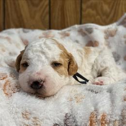 Cider - Parti male Goldendoodle puppy in Pittsburg, Texas from Grace Springs Goldendoodles