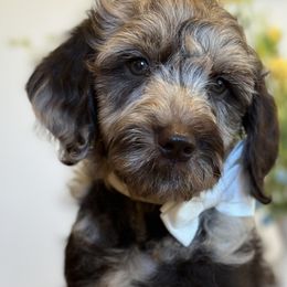 Boy 1 - Merle Goldendoodle puppy in Blanchard, Oklahoma from I Dream of Doodles
