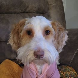 Lizzie - Australian Cobberdog