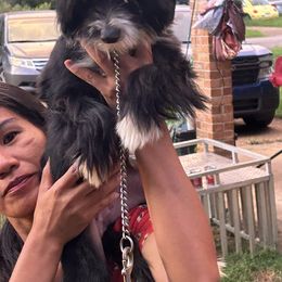 Run away girl - Chinese Crested