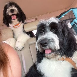 Sheepadoodle Puppies from Sunflower Family Farms