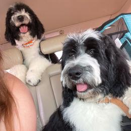 Sheepadoodle Puppies from Sunflower Family Farms