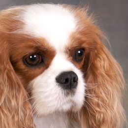 Nelly - Cavalier King Charles Spaniel