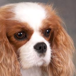 Nelly - Cavalier King Charles Spaniel