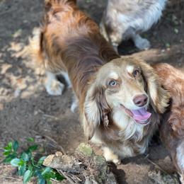 Saint - Dachshund