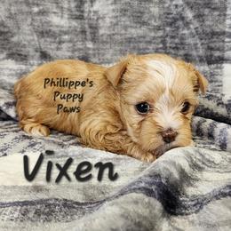 Vixon - Gold female Yorkshire Terrier puppy in Adair, Oklahoma from Phillippe's Puppy Paws