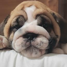 Bulldogs from Strickly Bulldogs