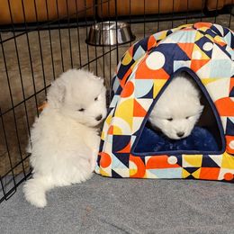 Samoyed Puppies from The Office Pups