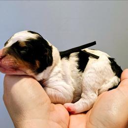 Cedar - Tri-color male Bernedoodle puppy in Forest, Ohio from Mini Doodle Buddies